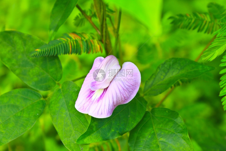 花或蝴蝶梨自然植物图片