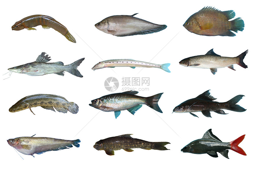 泰国的Set淡水鱼白底孤立的淡水鱼图片