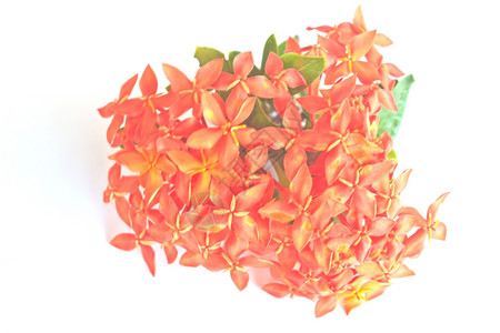 红IxoraCoccinea美丽的背景花朵图片