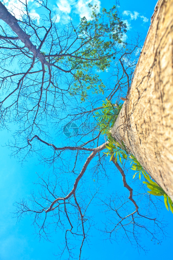美丽的绿树和蓝天空背景图片