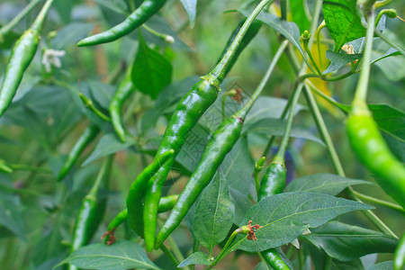 在泰国菜园种植新鲜的辣椒图片