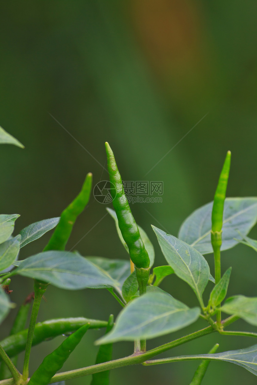 在泰国菜园种植新鲜的辣椒图片