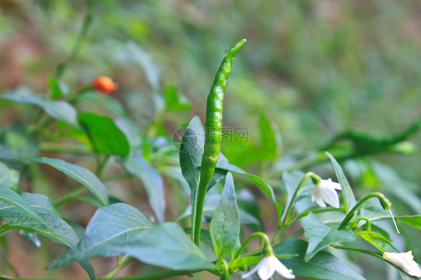 在泰国菜园种植新鲜的辣椒图片