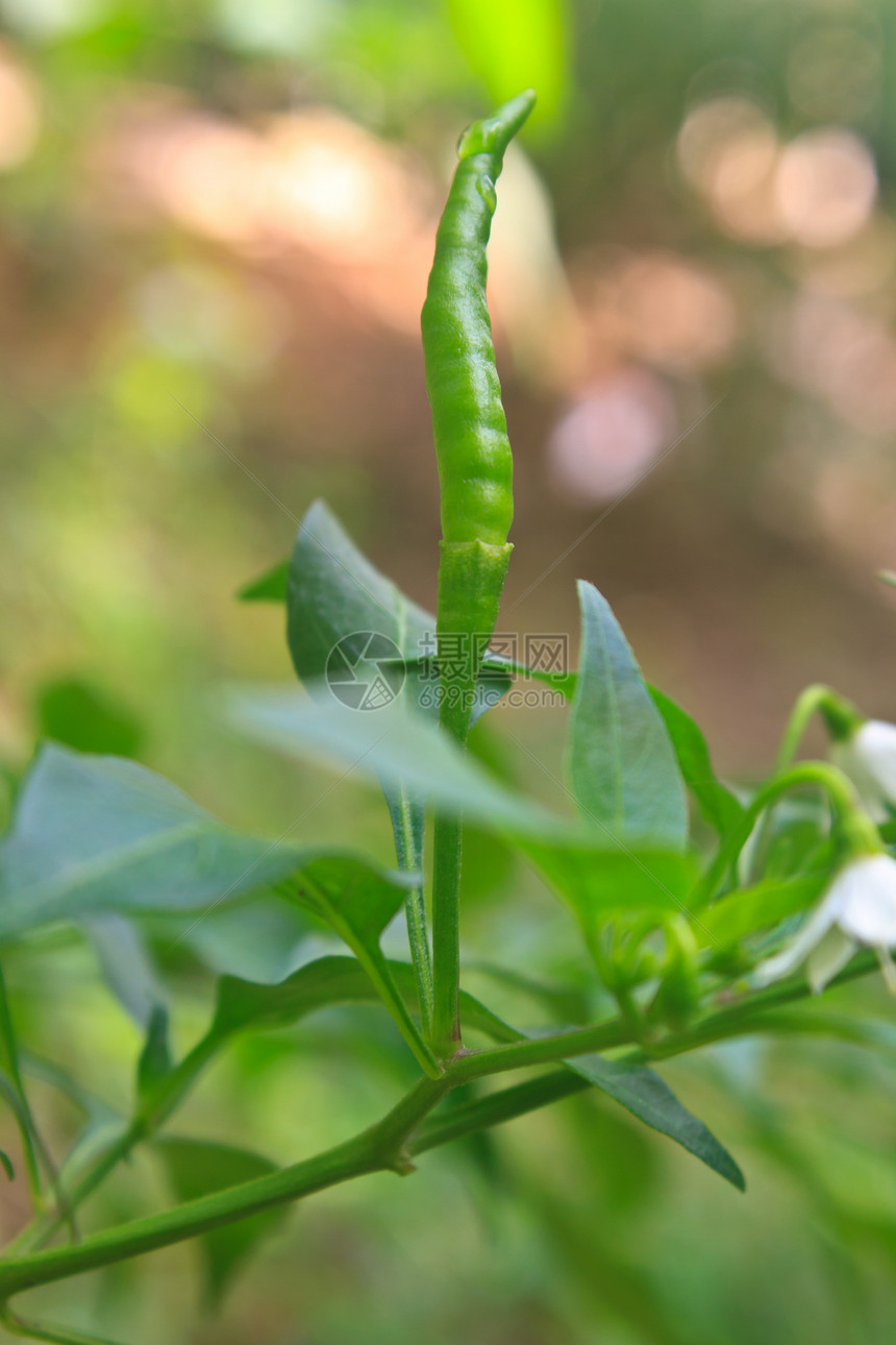 在泰国菜园种植新鲜的辣椒图片