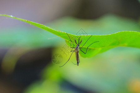 在绿叶上的蚊子莫斯科在宏观的叶子上挂在图片