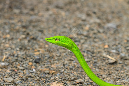 东方鞭蛇或亚洲藤蔓蛇Ahaetullaprasina图片