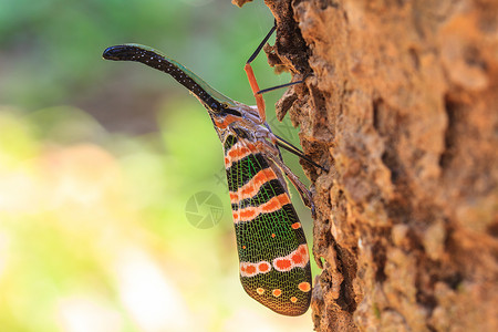 绿蝇昆虫林树上的美丽昆虫高清图片