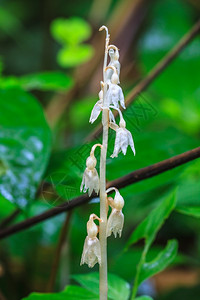 泰国森林中的野生兰花植物图片