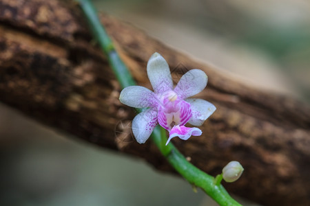 泰国森林中的野生兰花图片