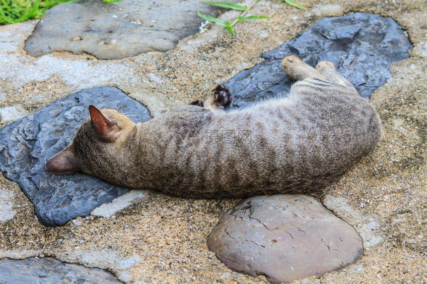 猫睡在花园的地面行走道上图片