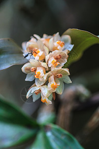 泰国森林中的野生兰花美丽的高清图片素材