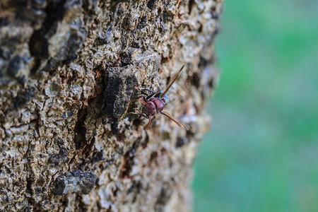 热带森林树皮上的蜂鸣图片