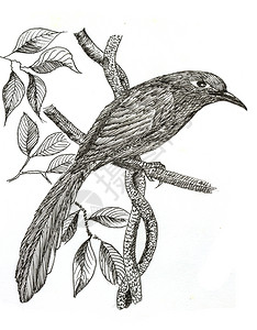 凤尾绿咬鹃白纸上最初的鸟图画绿卷马尔科哈背景