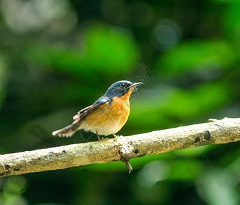美丽蓝鸟的色捕器紧贴在树枝上图片