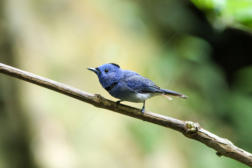 黑色君主Hypothymisazurea鸟在自然界中缠绕着树枝图片
