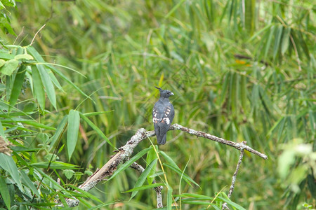 BlackBaza鸟类捕捉树枝的自然特图片