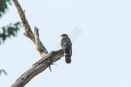 哀怨的布谷鸟cacomantismerulinus在自然界中捕食树枝背景图片