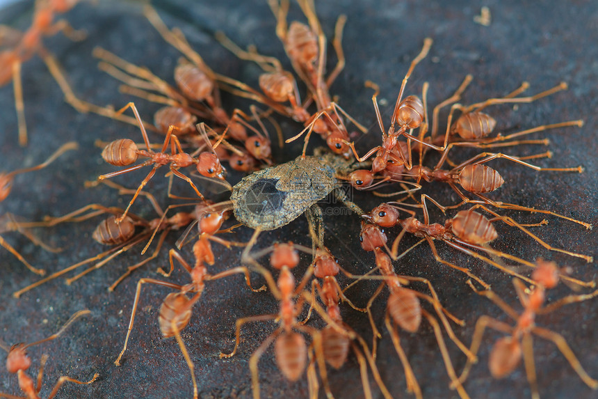 蚂蚁部队试图在森林中移动一只死昆虫图片