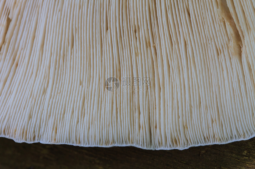 热带森林木材上新的白蚁蘑菇图片