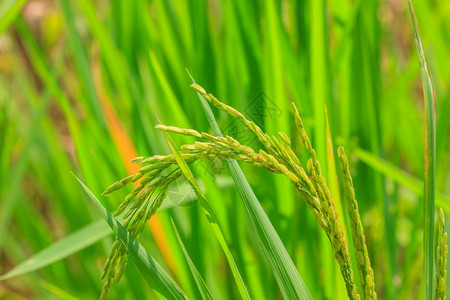 田间绿稻种背景图片