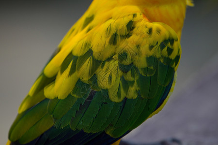鹦鹉美丽的黄和橙色图片