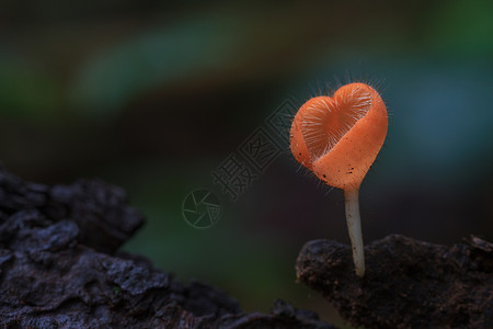 雨林中的库克纳三分细胞瘤泰国森林中的多彩蘑菇背景图片