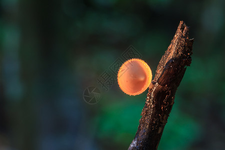 特写粉红色烧伤杯在自然或真菌杯蘑菇库奇纳sulcipes图片