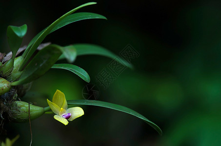 稀有物种野生兰花背景图片