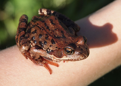 一只青蛙坐在手上的照片背景图片