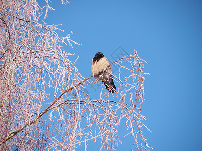 冬天乌鸦在树枝上日落图片