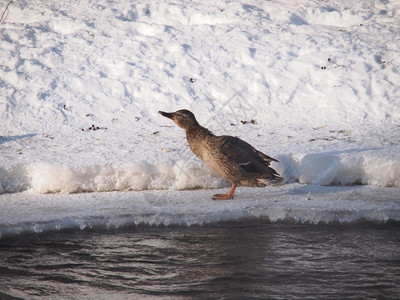 寒冷的河边野鸭子图片