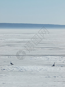 冰冻湖上两只海鸥俄罗斯背景图片