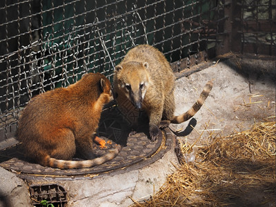Nasua动物园图片