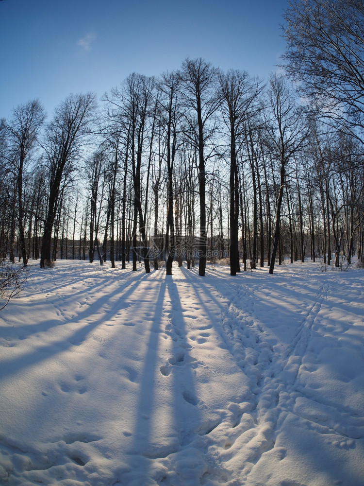 冬季公园图片