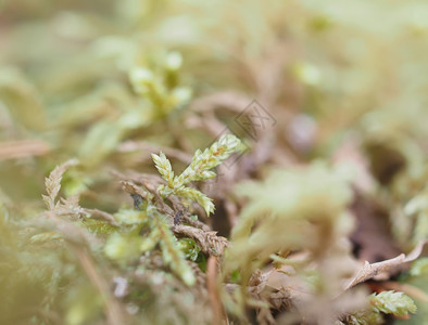 树上的苔稼和地环背景图片