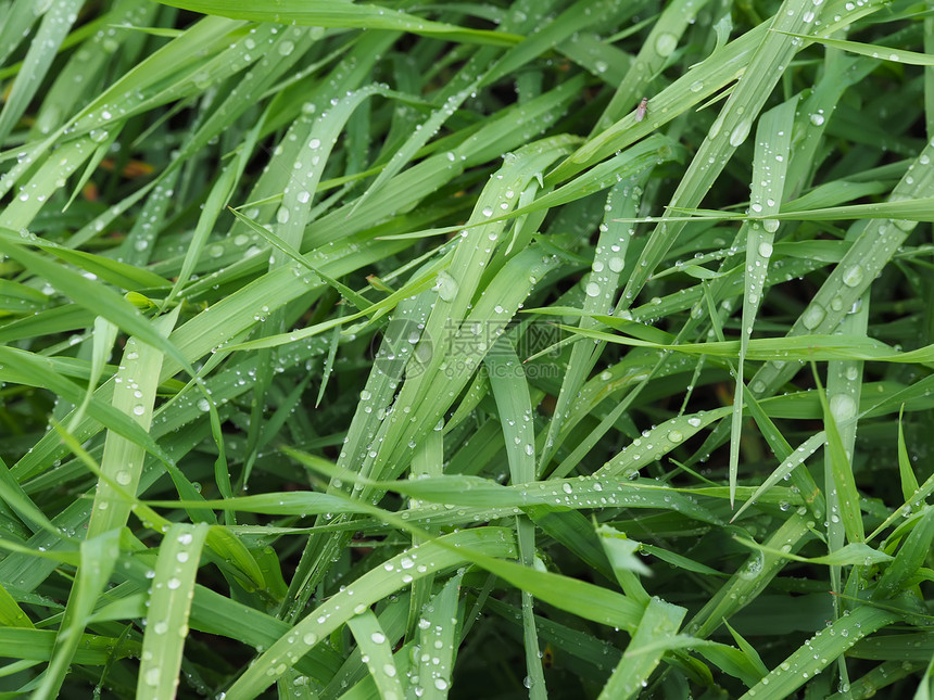 植物上的滴图片