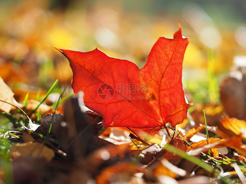 秋天的树叶图片