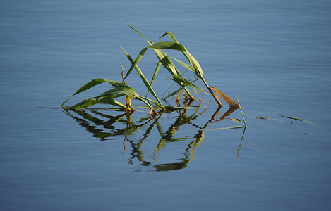 湖边的植物背景图片