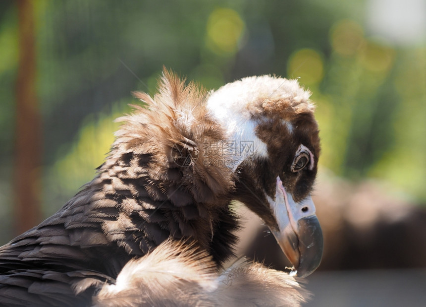 动物园的秃鹫图片