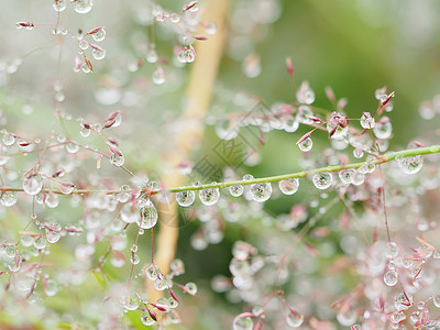 雨后在植物上滴图片