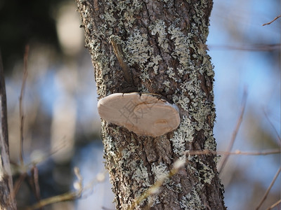 树上木的铁真菌图片