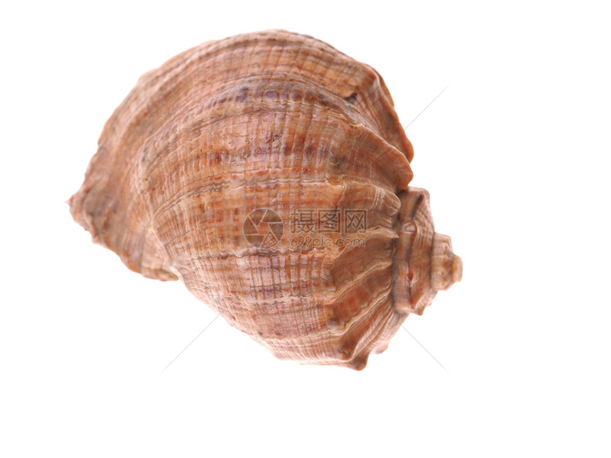 白色背景的贝壳图片