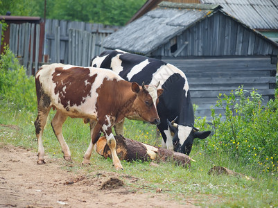 在农村路上的奶牛图片