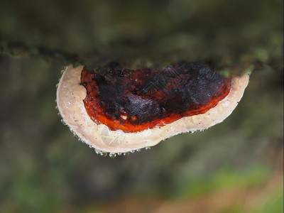 树桩上的铁真菌图片