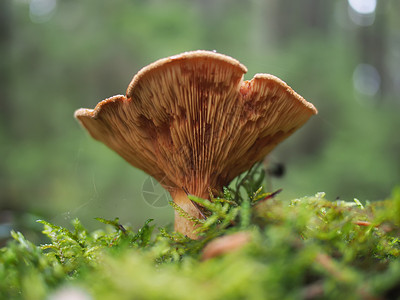 毒蕈菇森林中的蘑菇背景