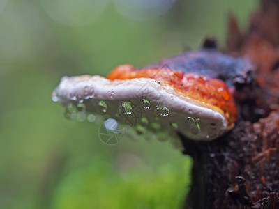 雨蘑菇树桩上滴子中的真菌蘑菇背景