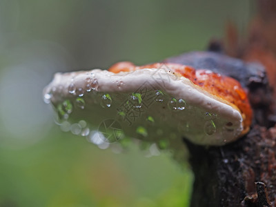 毒蕈菇树桩上滴子中的真菌蘑菇背景