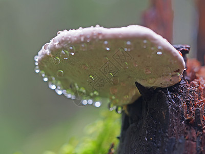 雨蘑菇树桩上滴子中的真菌蘑菇背景