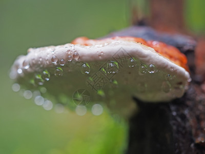 雨蘑菇树桩上滴子中的真菌蘑菇背景
