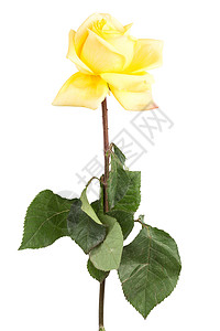白色背景的黄玫瑰淡色图片